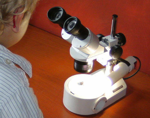 Arbeit am Mikroskop